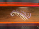 Acrylic, Wood, and Fern HRT Box